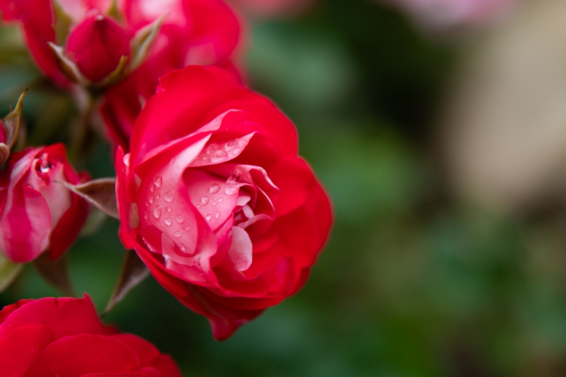DSC_0075-1
