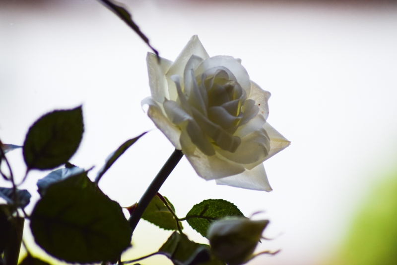 DSC_2565-1