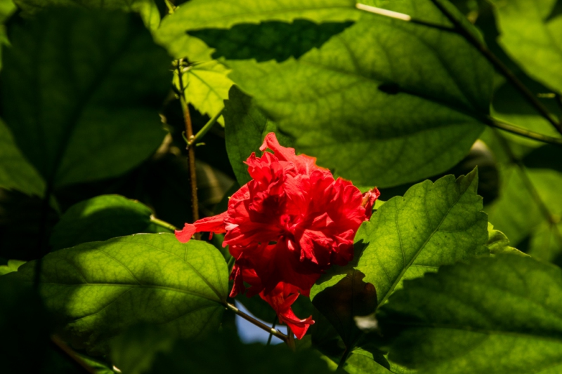 DSC_8247